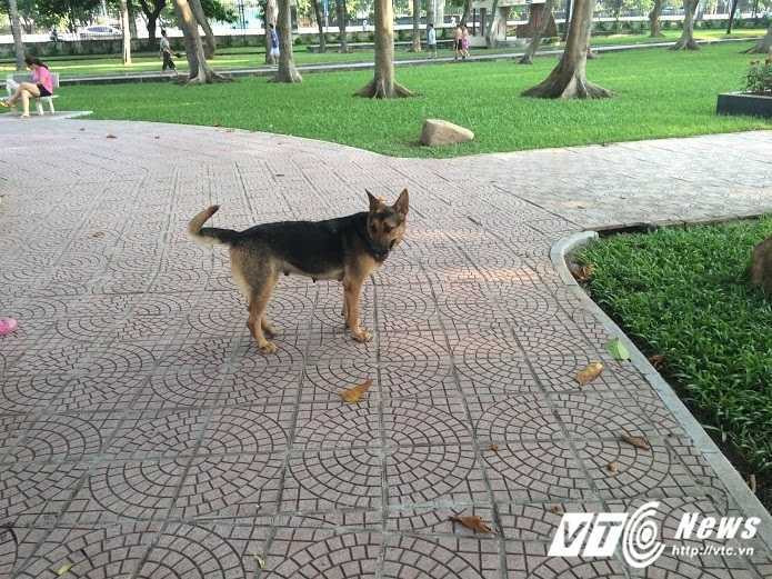 cho-tha-rong-cong-vien-6