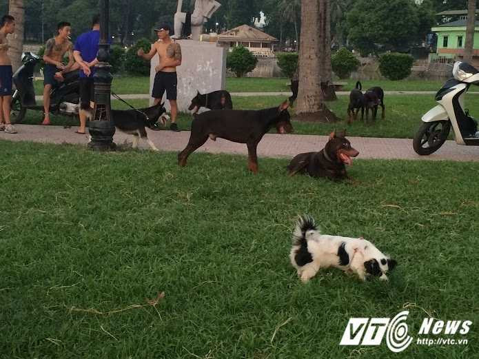 cho-tha-rong-cong-vien-8