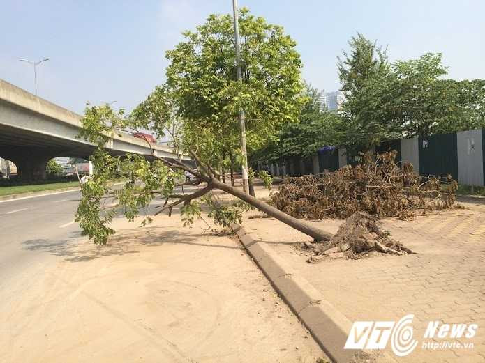 cay-do-ra-duong-ko-xu-ly-1