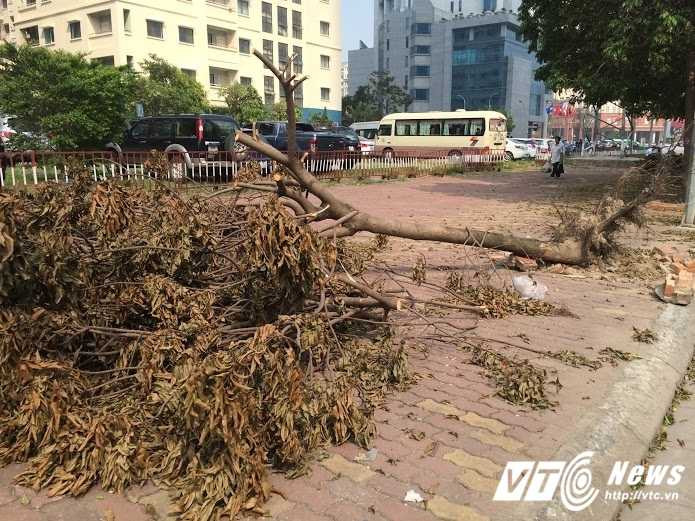 cay-do-ra-duong-ko-xu-ly-5