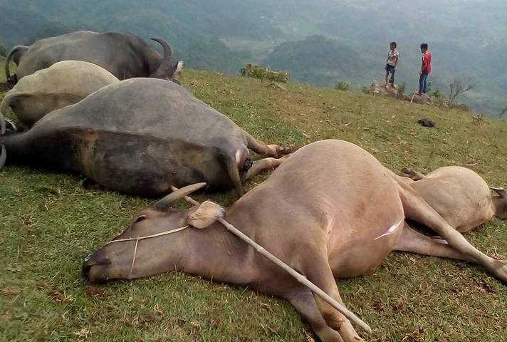 trau-chet-hang-loat-1