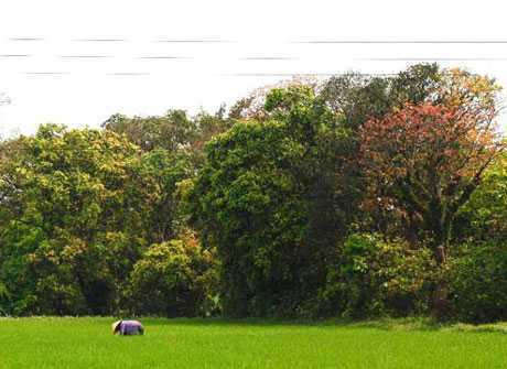 rung-locvung-500tuoi-langSieeuQuaanf-PhongBinh(PDien)-hang-locvung-chaydoc-canhdong_VawnNguyeenx-vne