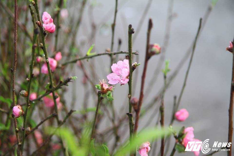 15820198_652526164920333_