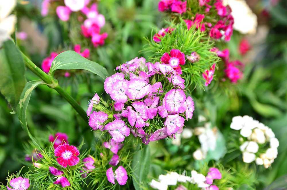 Chen chân sắm Tết trên 'phố hoa' Hoàng Hoa Thám ảnh 10