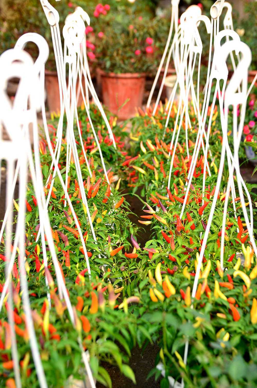 Chen chân sắm Tết trên 'phố hoa' Hoàng Hoa Thám ảnh 12