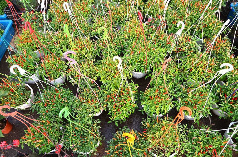 Chen chân sắm Tết trên 'phố hoa' Hoàng Hoa Thám ảnh 14