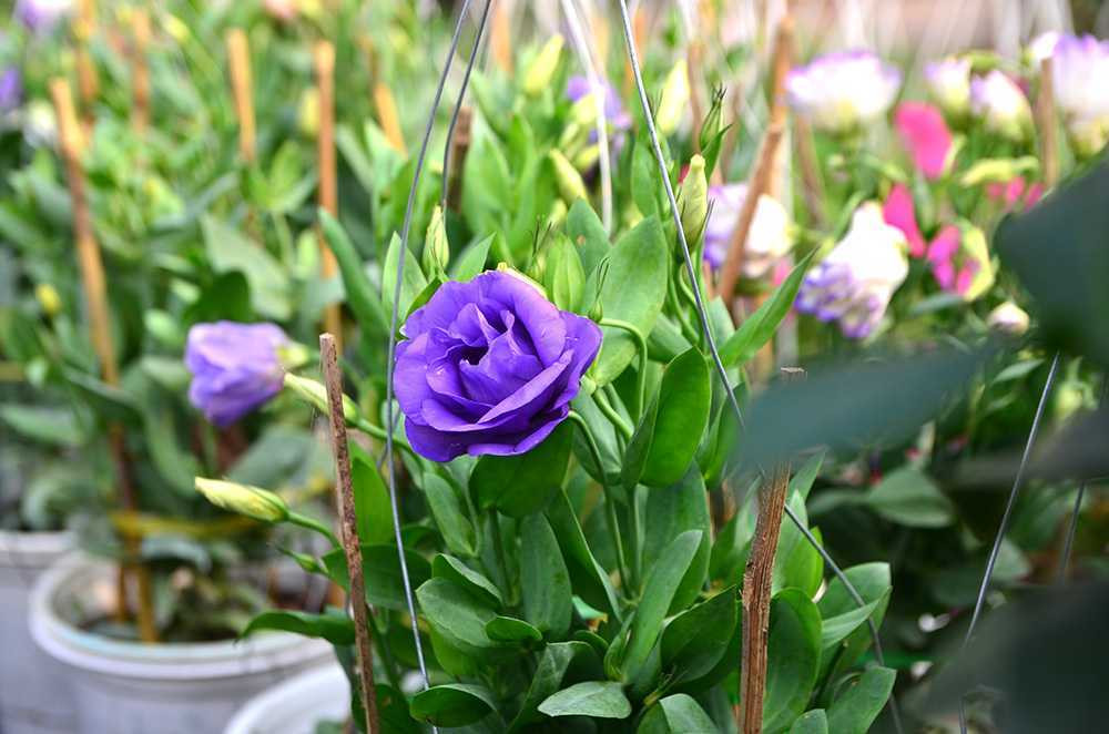 Chen chân sắm Tết trên 'phố hoa' Hoàng Hoa Thám ảnh 13