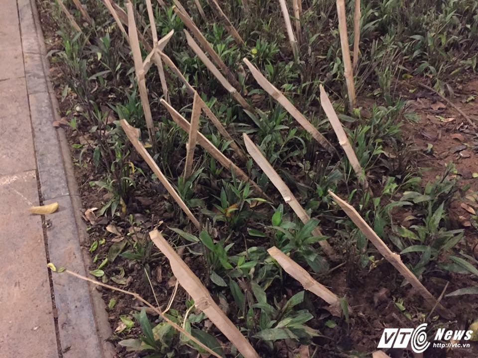 Hinh anh Thue may xuc san nen nha, con gai bi xe can chet 4