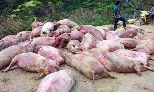 Hinh anh Video: Bat qua tang lai xe vut 300 con lon chet boc mui hoi thoi ben duong 3