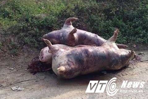 Hinh anh Video: Bat qua tang lai xe vut 300 con lon chet boc mui hoi thoi ben duong 4