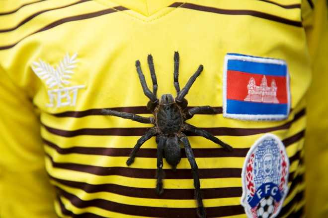 Nghe san nhen van lam dac san o Campuchia hinh anh 2