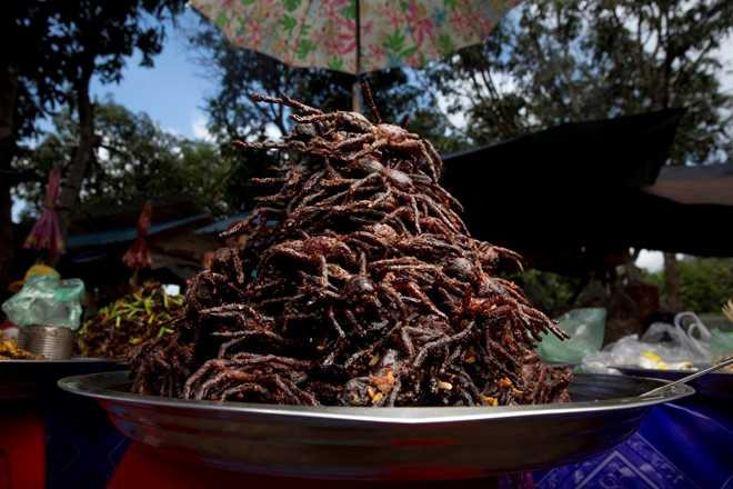 Nghe san nhen van lam dac san o Campuchia hinh anh 14