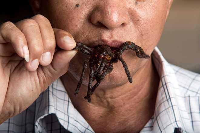 Nghe san nhen van lam dac san o Campuchia hinh anh 1