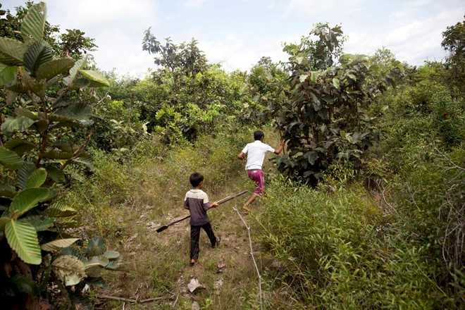 Nghe san nhen van lam dac san o Campuchia hinh anh 3