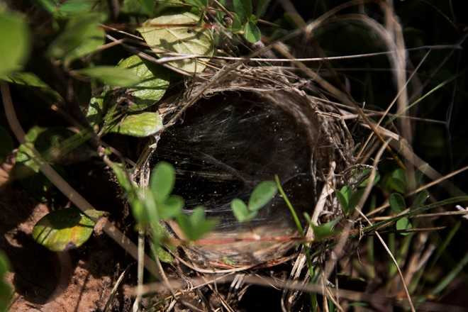 Nghe san nhen van lam dac san o Campuchia hinh anh 4
