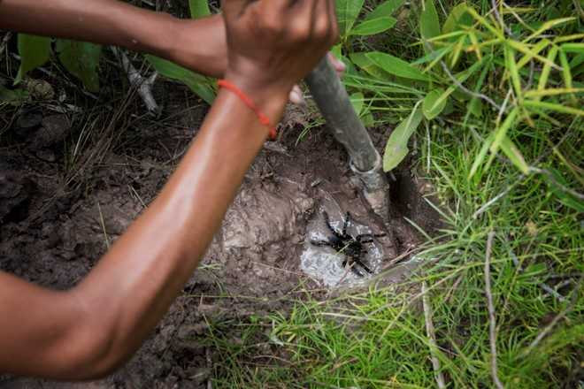 Nghe san nhen van lam dac san o Campuchia hinh anh 5