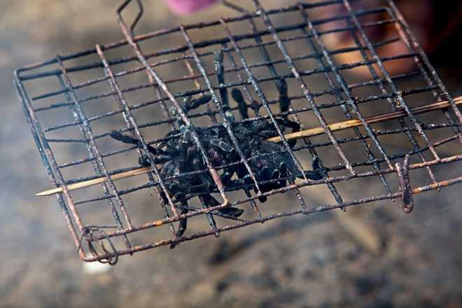 Nghe san nhen van lam dac san o Campuchia hinh anh 7