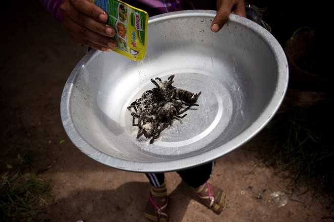 Nghe san nhen van lam dac san o Campuchia hinh anh 10