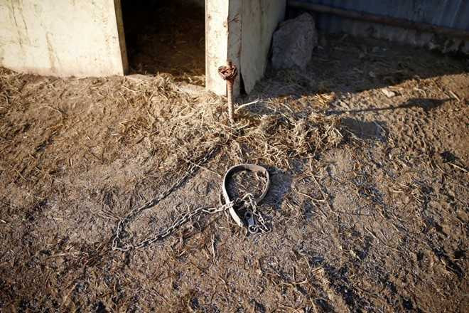 Nhung con cho duoc giai cuu truoc khi len ban an o Han Quoc hinh anh 4