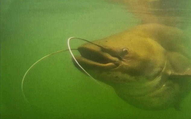 truy lung loai ca khong lo huyen thoai o malaysia hinh anh 2