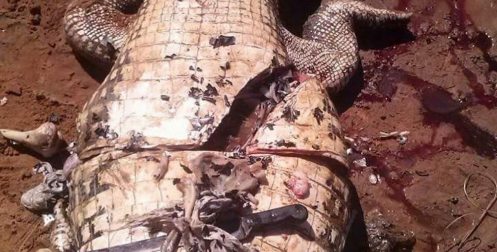 Screen Shot 2017-08-17 at 11.54.07 AM 3