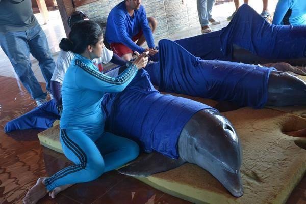 Cuba: Chien dich khong van giai cuu ca heo khoi bao Irma hinh anh 1