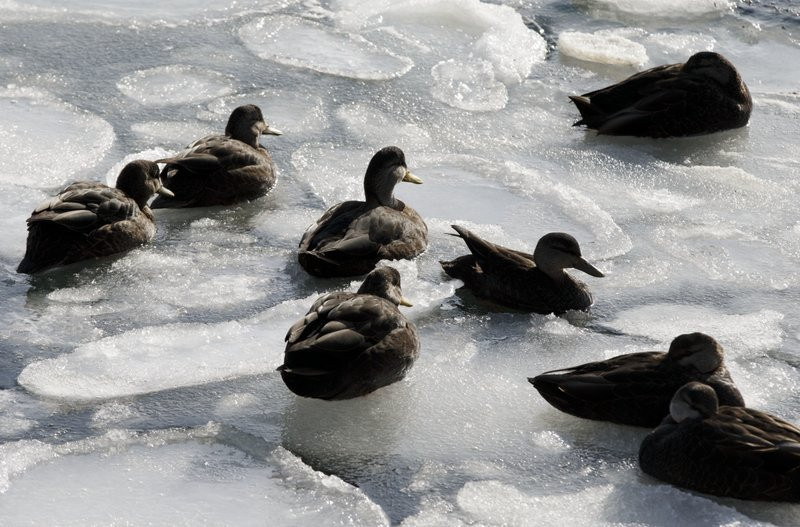 Bao tuyet manh nhat 3 thap nien, Florida lan dau co tuyet roi hinh anh 6