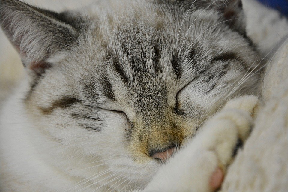 cat-sleeping-3023466_960_720