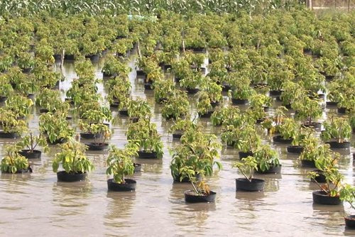 ngap-sau-7947-1536669083