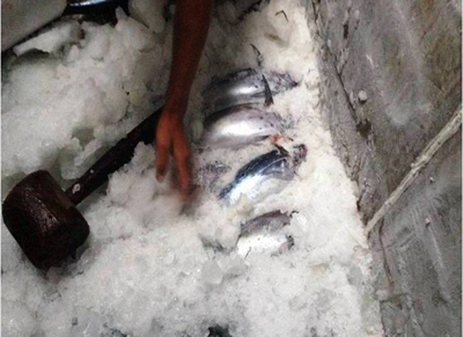 ham-lanh-tau-ca-0814224