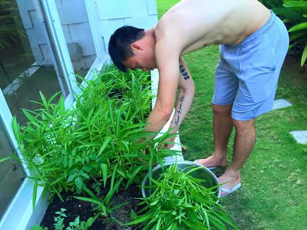 Công Vinh 'thu hoạch' rau trong vườn nhà. Ảnh: TT.