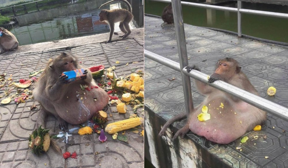 Hinh anh Chu khi beo nuc nich, ai cho gi cung an