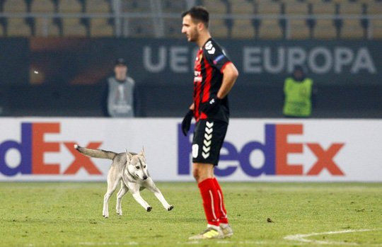 Chó làm gián đoạn trận đấu ở Europa League - Ảnh 2.