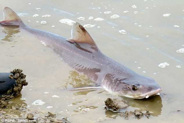 Kinh Ngạc Hình Ảnh 50 Con Cá Mập 'Bủa Vây' Bờ Biển Nước Anh