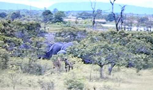 Đàn voi rừng ra khu dân cư kiếm ăn cả vào ban ngày.