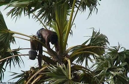 Trèo cây – ĐH Cornell, Mỹ. Đây là môn học theo kiểu ngoại khóa kéo dài 10 ngày.