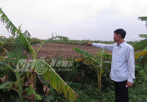 án oan, Nguyễn Hồng Cầu, Tiên Lãng, Hải Phòng, TAND, 16 năm, 70 ngày tù oan