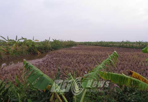 Nguyễn Hồng Cầu, án oan, xã Đông Hưng, Tiên Lãng, Hải Phòng, TAND TP Hải Phòng