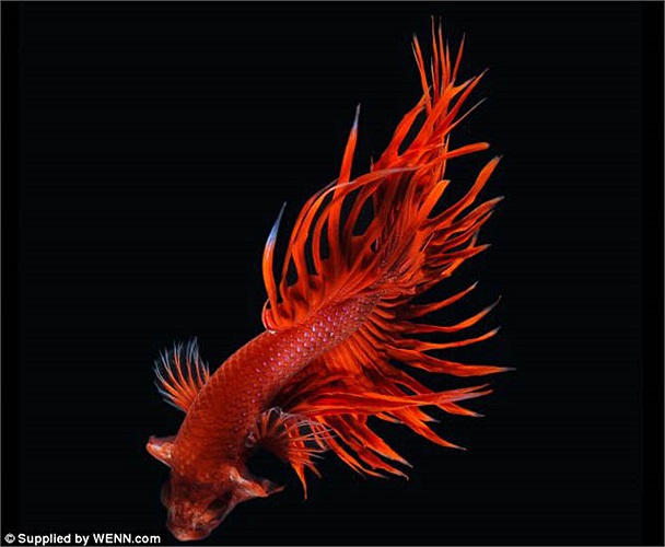 Dù mang vẻ đẹp tuyệt mỹ trong gia đình các loài cá nhưng chúng rất hiếu chiến, có thể chọi nhau cho tới chết. 