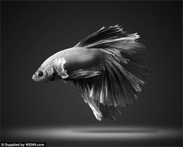 Tuyệt đối không nên cho cá chọi ăn thực vật vì chúng có thể sẽ chết. 