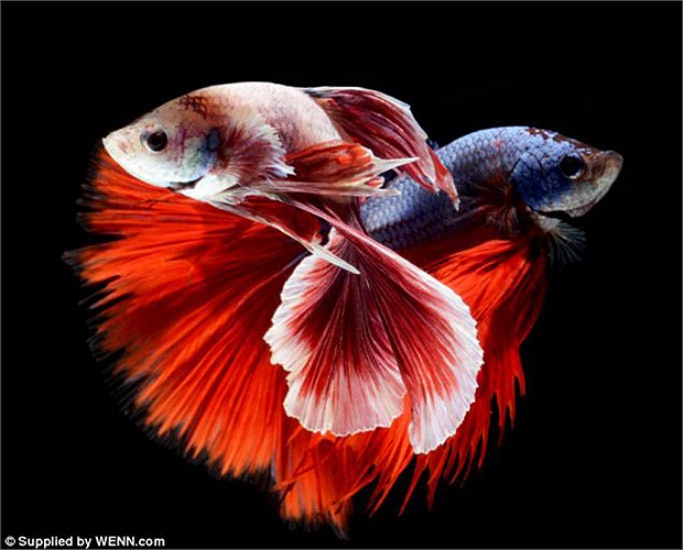 Cá chọi giao phối theo cách độc đáo như quấn lấy nhau. Con đực tưới tinh trùng lên các quả trứng. Mỗi lần sinh sản có thể tới 40 quả trứng. 