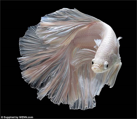 Tên gọi của loài cá chọi là Siamese fighting fish hay cá Xiêm đã nói nên tính hiếu thắng của chúng. Nhưng cuộc đấu chỉ diễn ra giữa hai con đực với nhau