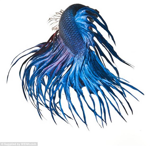 Những bức chân dung được thực hiện dưới nước nhưng đàn cá lại như đang bay giữa không trung một cách uyển chuyển