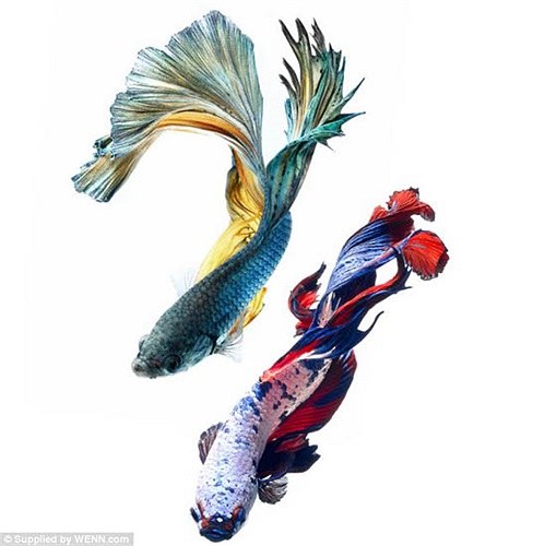 Trải qua quá trình lai tạo tự nhiên và nhân tạo 120 năm, cá chọi mới có được vẻ đẹp như ngày hôm nay