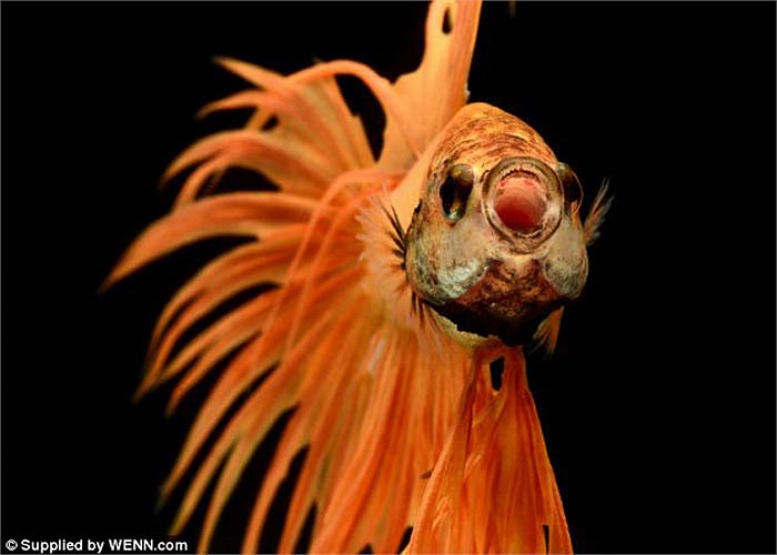 Hầu hết chúng đều có đủ các màu sắc từ tông đỏ tới xanh