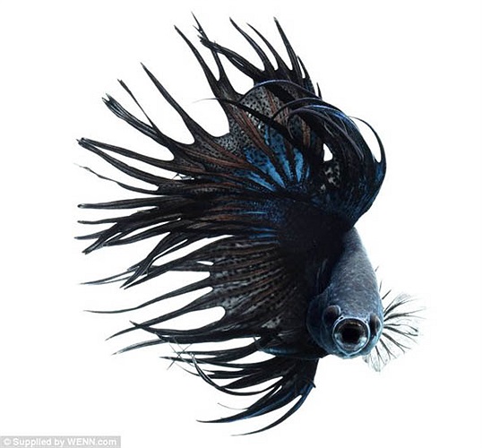 Người ta dễ dàng tìm thấy loài cá chọi này ở sông, hồ, ruộng lúa có nguồn nước sạch