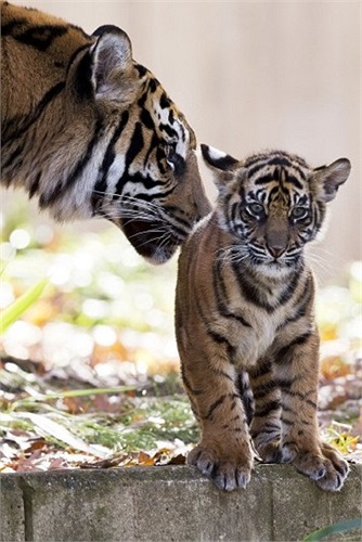 Ba mẹ con loài hổ Sumantra trong sở thú quốc gia ở Washington, Mỹ