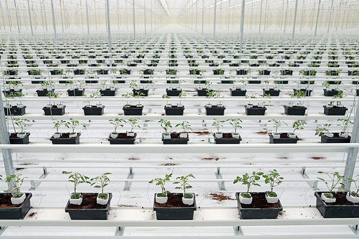 Cà chua được trồng trong nhà sạch ở Wittenberg, Đức