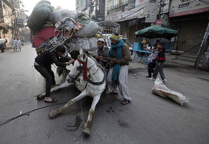 Một chú ngựa ở Lahore, Pakistan ngã khụy do chở quá nặng