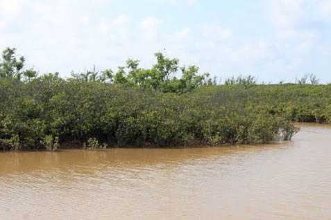 Băng cướp ngũ hổ rặng ổi đã lấy rừng sú vẹt xã Lập Lễ làm đại bản doanh Băng cướp ngũ hổ rặng ổi đã lấy rừng sú vẹt xã Lập Lễ làm đại bản doanh